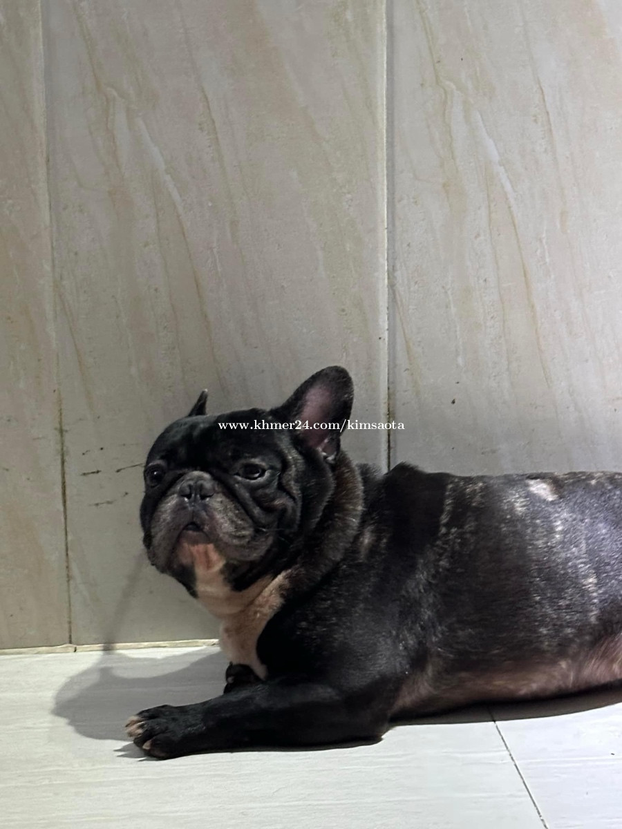 French Bulldog Price 200.00 in Phsar Thmei Muoy Cambodia Kim