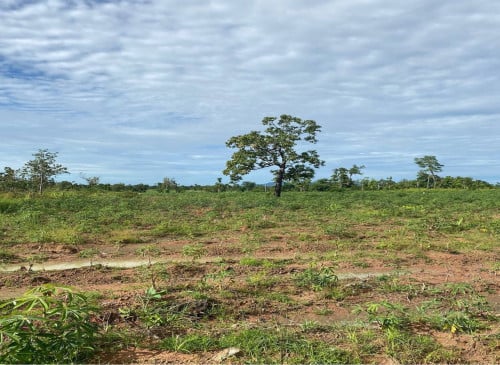 ដីកសិកម្មសម្រាប់លក់ Agricultural Land For Sale
