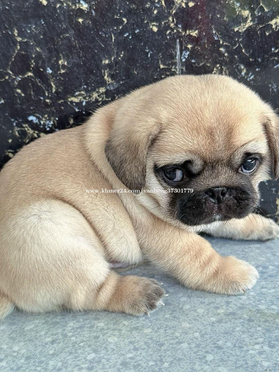 https://images.khmer24.co/24-01-02/pug-have-boy-x-girl-2-month-old-1-vaccine-ud83d-ude0d-u2764-ufe0f-all-good-health-good-price-953205170417204762859528-b.jpg