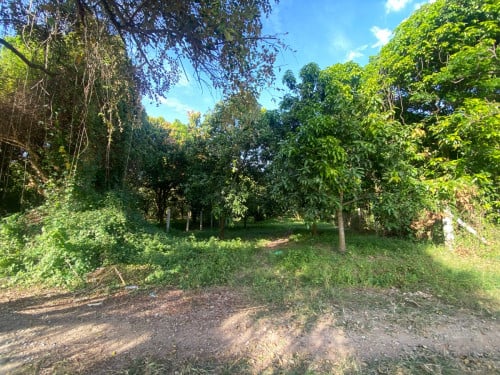 ដីចំការស្វាយលក់បន្ទាន់អរិយក្សត្រ 11m x 110m