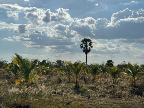 ដីចំការដូងកប៉ាល់សម្រាប់លក់