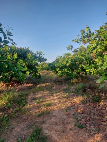 ដីមានដំណាំចន្ទីប្រមូលផលរាល់ឆ្នាំ