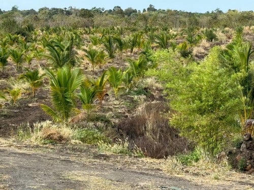 ចំការដូងក្រអូបនិងដូងកប៉ាល់
