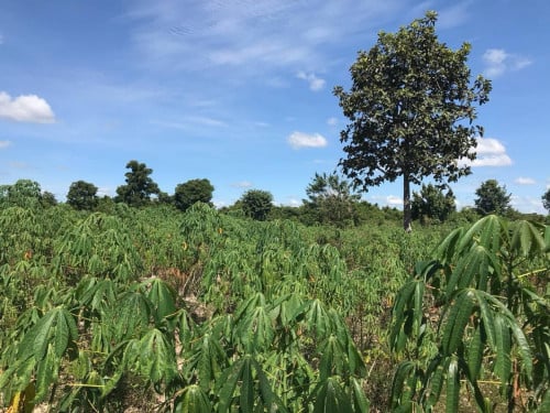 ដីចំការលក់ជិតព្រលានយន្តហោះថ្មីខេត្តសៀមរាប