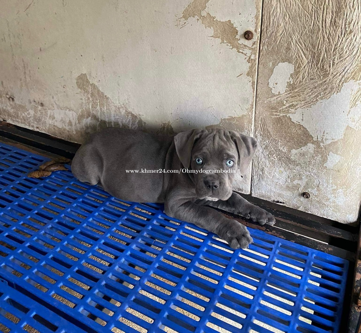 Grey pitbull with blue eyes hot sale for sale