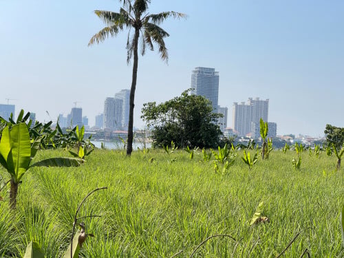 Land for Sale Along Mekong River
