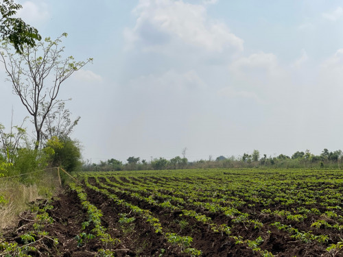 ដីលក់បន្ទាន់ ក្រុងប៉ោយប៉ែត