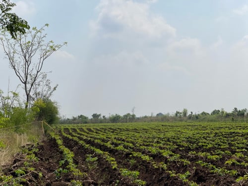 ដីលក់កណ្តាលក្រុងប៉ោយប៉ែត