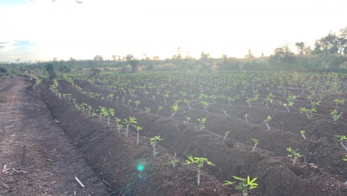 ដីចំការ20ហិចតា នៅខេត្តស្ទឹងត្រែង