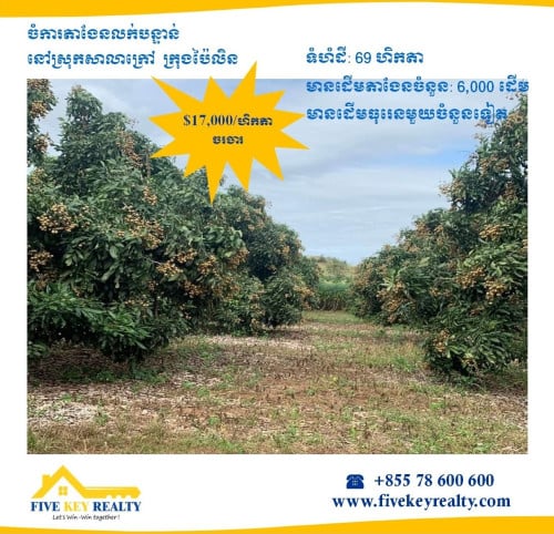 ចំការងែននៅប៉ៃលិន លក់បន្ទាន់ | Longan Farm For Urgent at Pailin