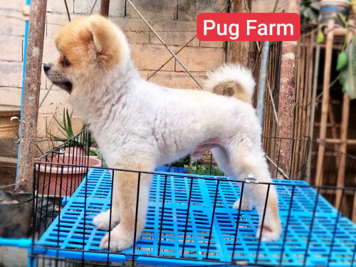 Cartimar dogs for sale best sale