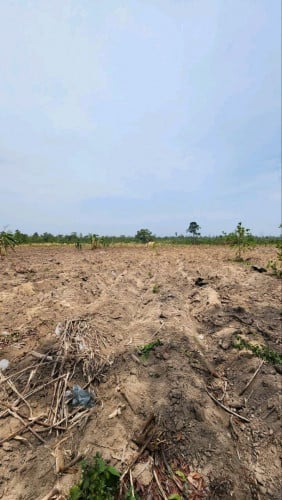 ដីចំការ