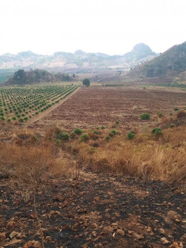 ប៉ៃលិនដីលក់ ធានាម្ចាស់ផ្ទាល់100%