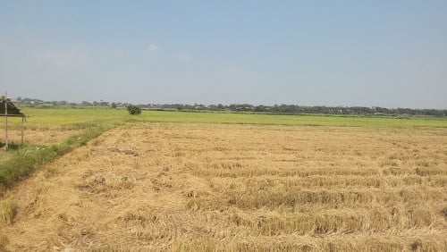 ដីលក់បន្ទាន់ខ្លាំង ភូមិអន្លុង់ទ្រា ឃុំព្រែកឫស្សី ស្រុកល្វាឯម ខេត្តកណ្ដាល