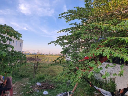 ដីឡូត៍ សម្រាប់លក់