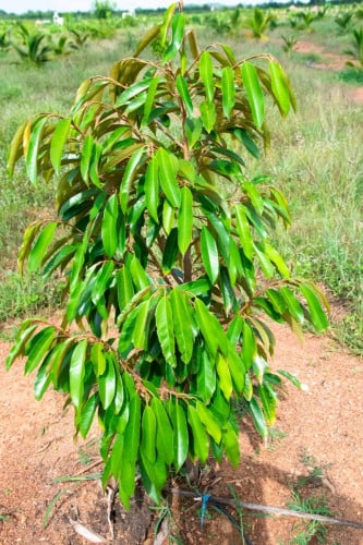 ដីលំហែផ្ទាល់ខ្លួនលក្ខណៈគ្រួសារ បងប្អូន មិត្តភក្តិ