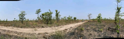 ដីចម្ការសម្រាប់លក់$/ហិចតា ចរចា