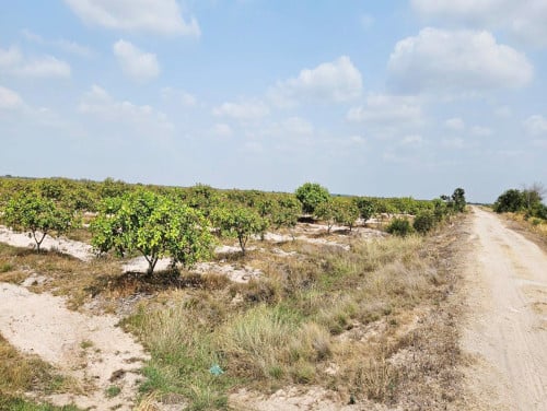 350 Hectares of Cashew Plantation Land for Sale in Santhou district, Kampong Thom province