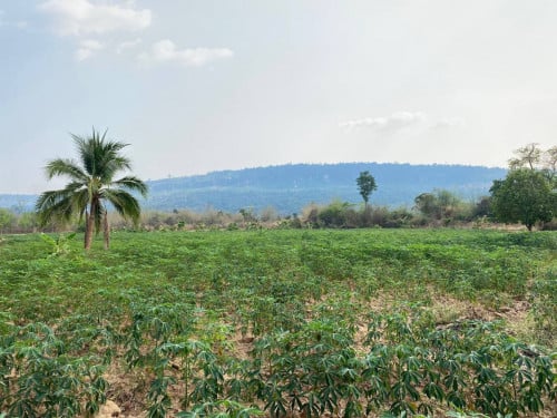 ដីលំហែរ ជើងភ្នំគូលេន ជាប់អូរ ប្លង់រឹង លក់បន្ទាន់ក្រោមទីផ្សារ50% ❤️💰