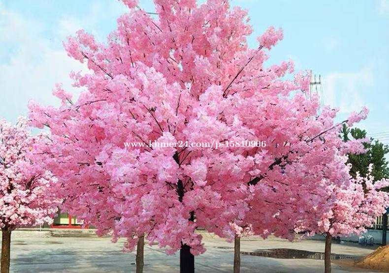 Sakura Tree Price 200.00 in Tuol Tumpung Muoy, Cambodia Suy Ay
