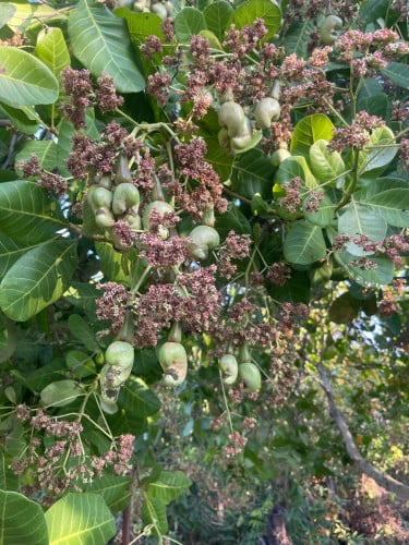 ដីចំការសម្រាប់លក់