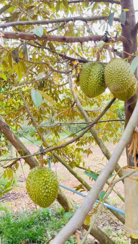ដីលក់ មានដំណាំ ទុរេន-សាវម៉ាវលក់នៅក្រែក ខេត្តត្បូងឃ្មុំ