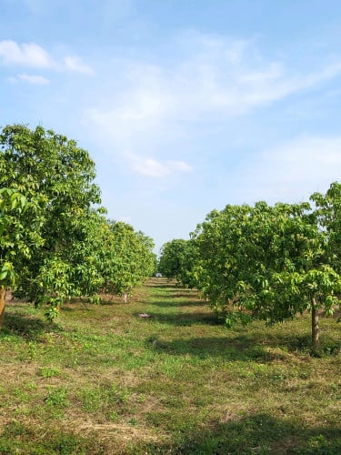 ដីលក់តម្លៃក្រោមទៅផ្សារ