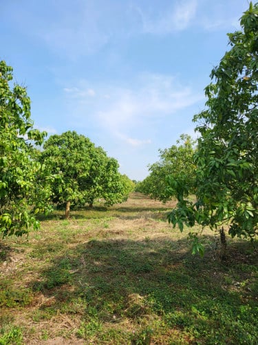 ដីលក់តម្លៃក្រោមទៅផ្សារ