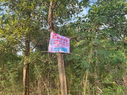 ដី​កសិកម្ម​ ដែល​មាន​ដាំស្វាយរួចហេីយ