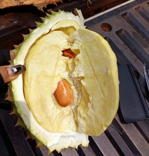 ទុរេនម៉ាន់ថងស្រែអំបិល