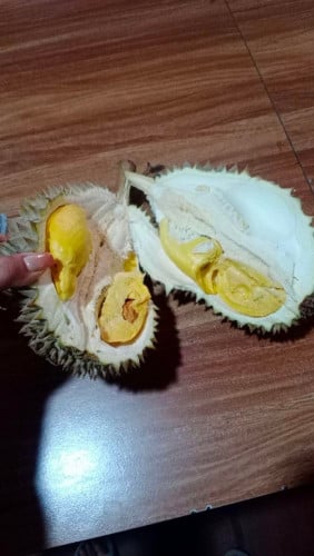 ទុរេនឪខាក់កំពត💯%