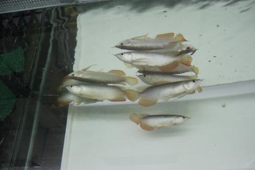 កូនត្រីនាគមាស តម្លៃពិសេស 85$ _ 135$  បើបងៗចាប់អារម្មណ៍លេខទាក់ទង​ 070992256