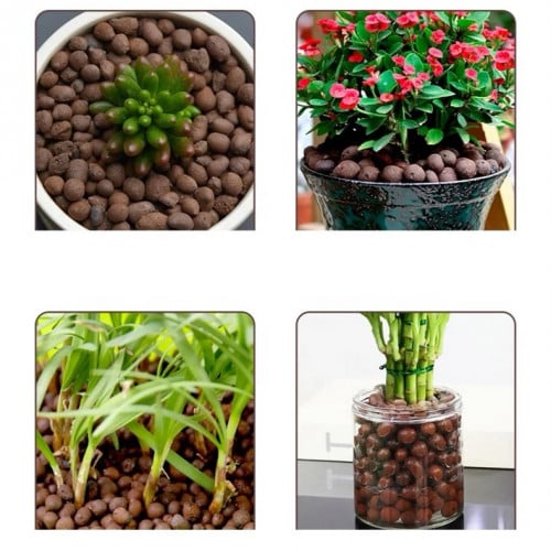 គ្រាប់សម្រាប់ដាក់ដាំបន្លែ និងរុក្ខជាតិ