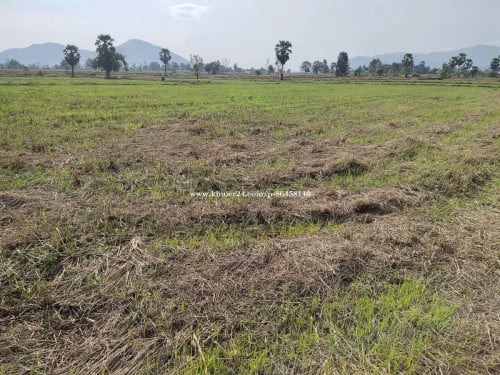 ដីលក់ ផ្លង់រឹង