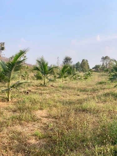 ដីភូមិមានចំការដូងក្រអូប ត្រូវការលក់បន្ទាន់