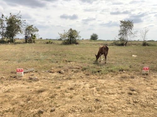 ដីឡូតិ៍ លក់បន្ទាន់