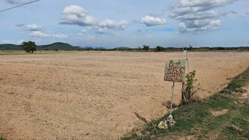 ដីស្រែលក់តម្លៃធូរថ្លៃ 62m*105m = 6,527  ប្លង់រឹងស្រាប់ (ចរចា)