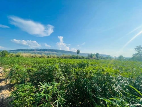 ដីលំហែរជើងភ្នំគូលេនជាប់អូរ ប្លង់រឹង លក់បន្ទាន់ក្រោមទីផ្សារ50%