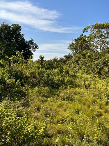 លក់បន្ទាន់នៅឃំុហោងសំណំ ស្រុកឪរ៉ាល