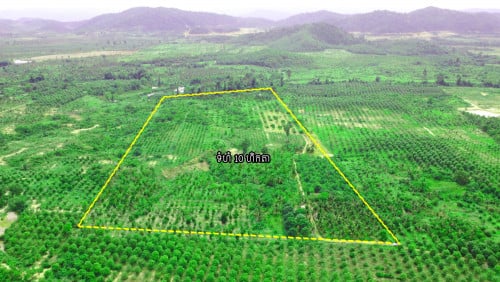 ចំការ 10 ហិកតា មានដំណាំចម្រុះ