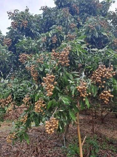 ដីចំការក្រូច និងតាង៉ែនលក់បន្ទាន់