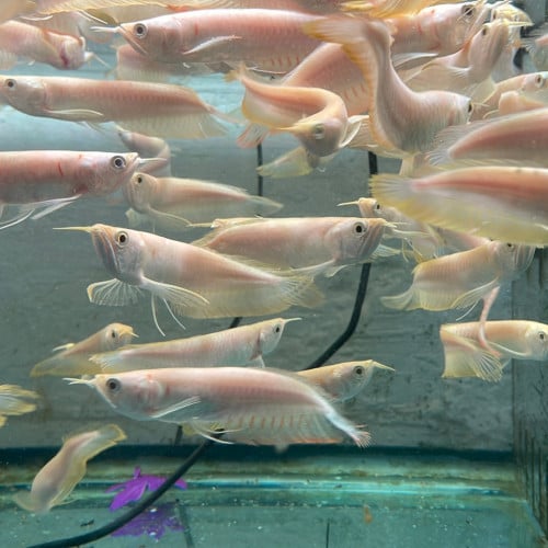 កូនត្រីនាគលឿងខ្លួនវែង albino silver