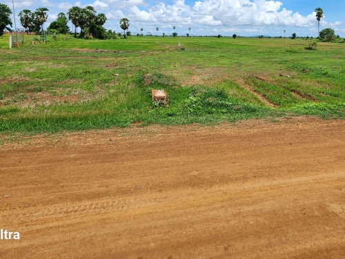 ដីលក់តម្លៃក្រោមទីផ្សារ