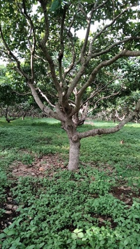 ចំការស្វាយចន្ទី