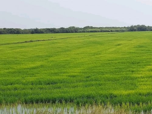 ខ្ញុំបាទត្រូវការលក់ដីស្រែប្រាំងចំនួន85ហិចតា