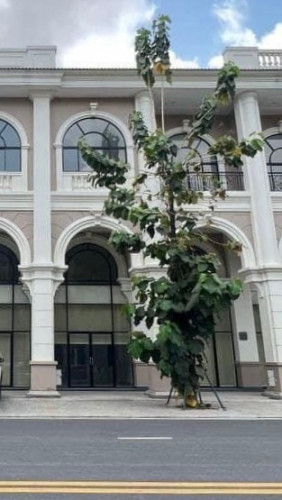 ផ្ទះ shophouse ផ្លូវធំ