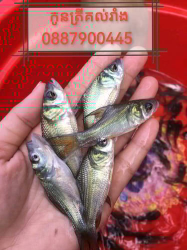 មានលក់កូនត្រីកម្រ  ត្រីសណ្តាយ  ត្រីក្រាយ ត្រីគ្រុំ ត្រីឆ្កោក ត្រីព្រួល ត្រីច្រឡឹង ត្រីសក់