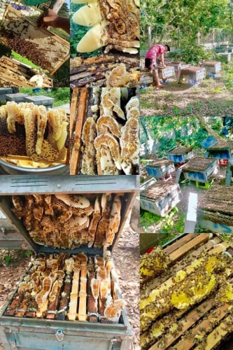 ទឹកឃ្មុំឆៅ ១លីត្រ $20 ទិញ ១លីត្រ ថែមជូន ១លីត្រ ហ្វ្រីដឹកជូន