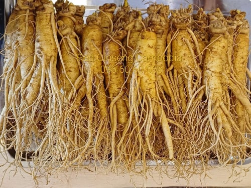 មើមយិនស៊ិនស្រស់