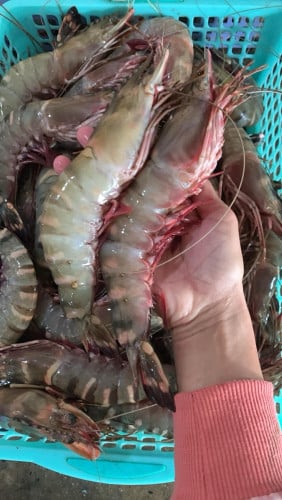 បង្គារខ្លឹងធម្មជាតិស្រស់ៗ